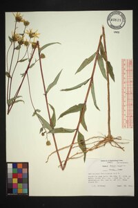 Helianthus laevigatus image