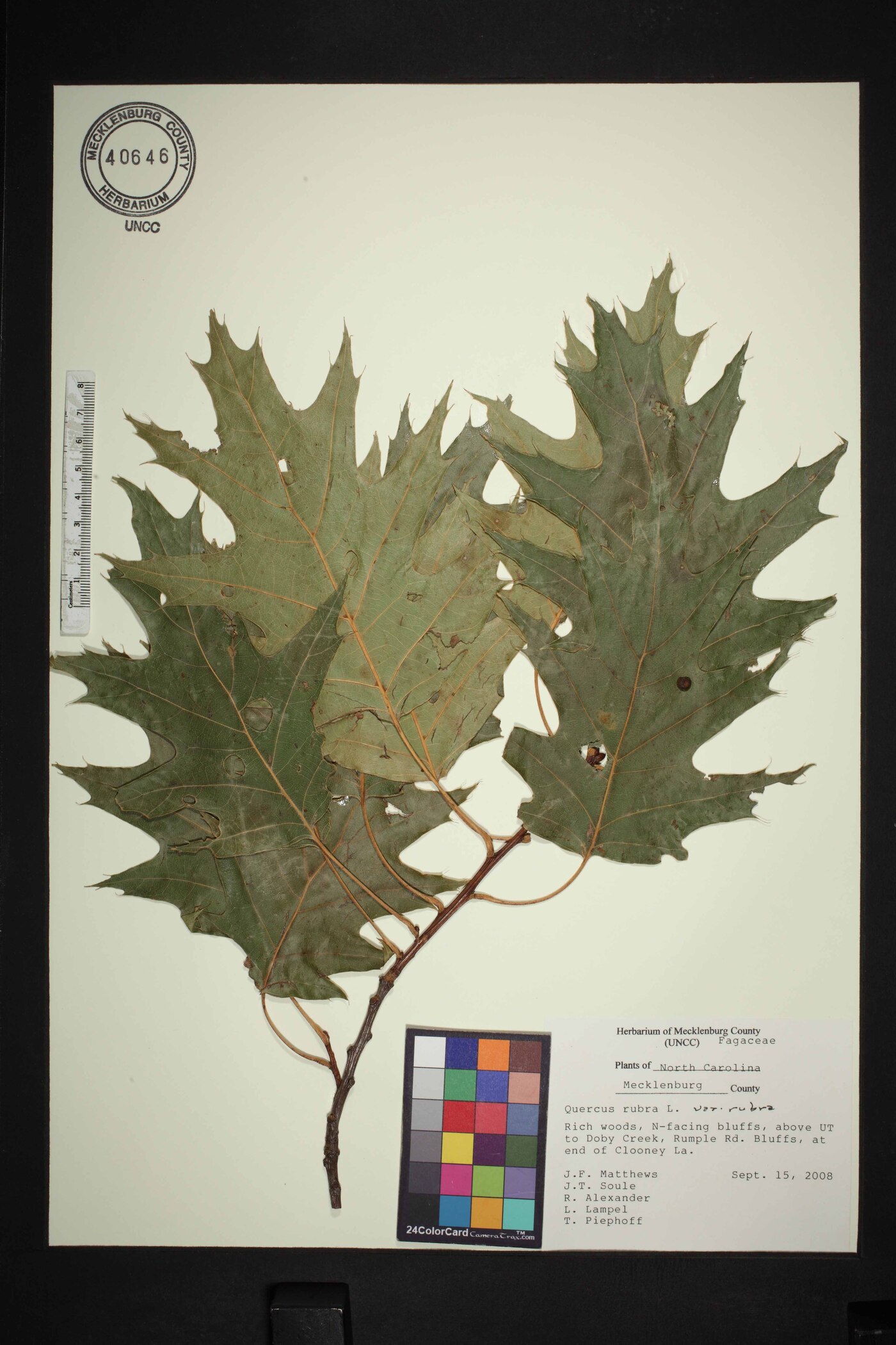 Quercus rubra var. rubra image