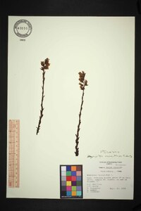 Hypopitys monotropa image