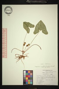 Hexastylis arifolia image