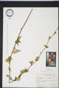 Kerria japonica image