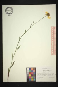 Helenium brevifolium image