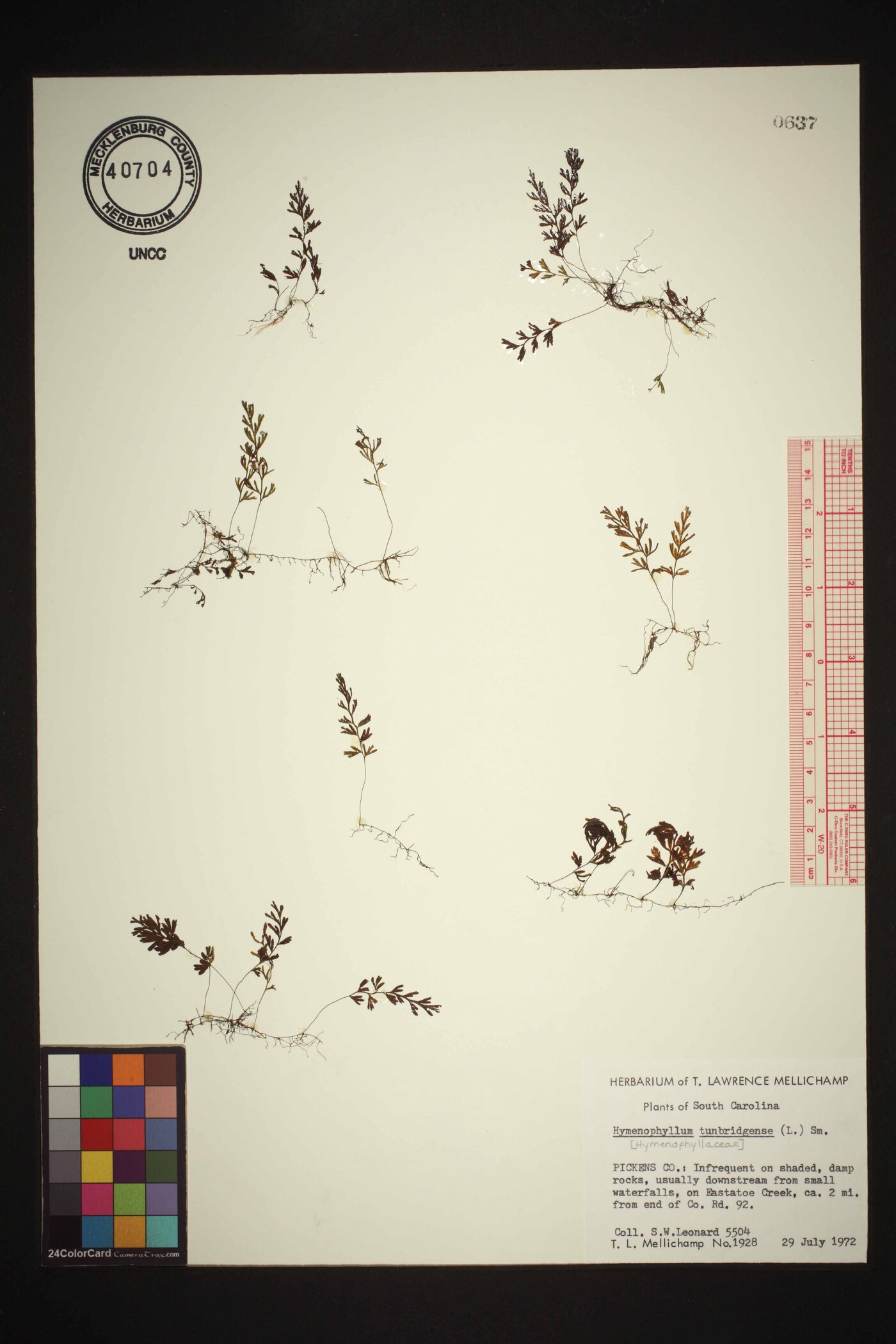Hymenophyllum tunbrigense image