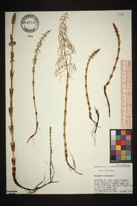 Equisetum sylvaticum image