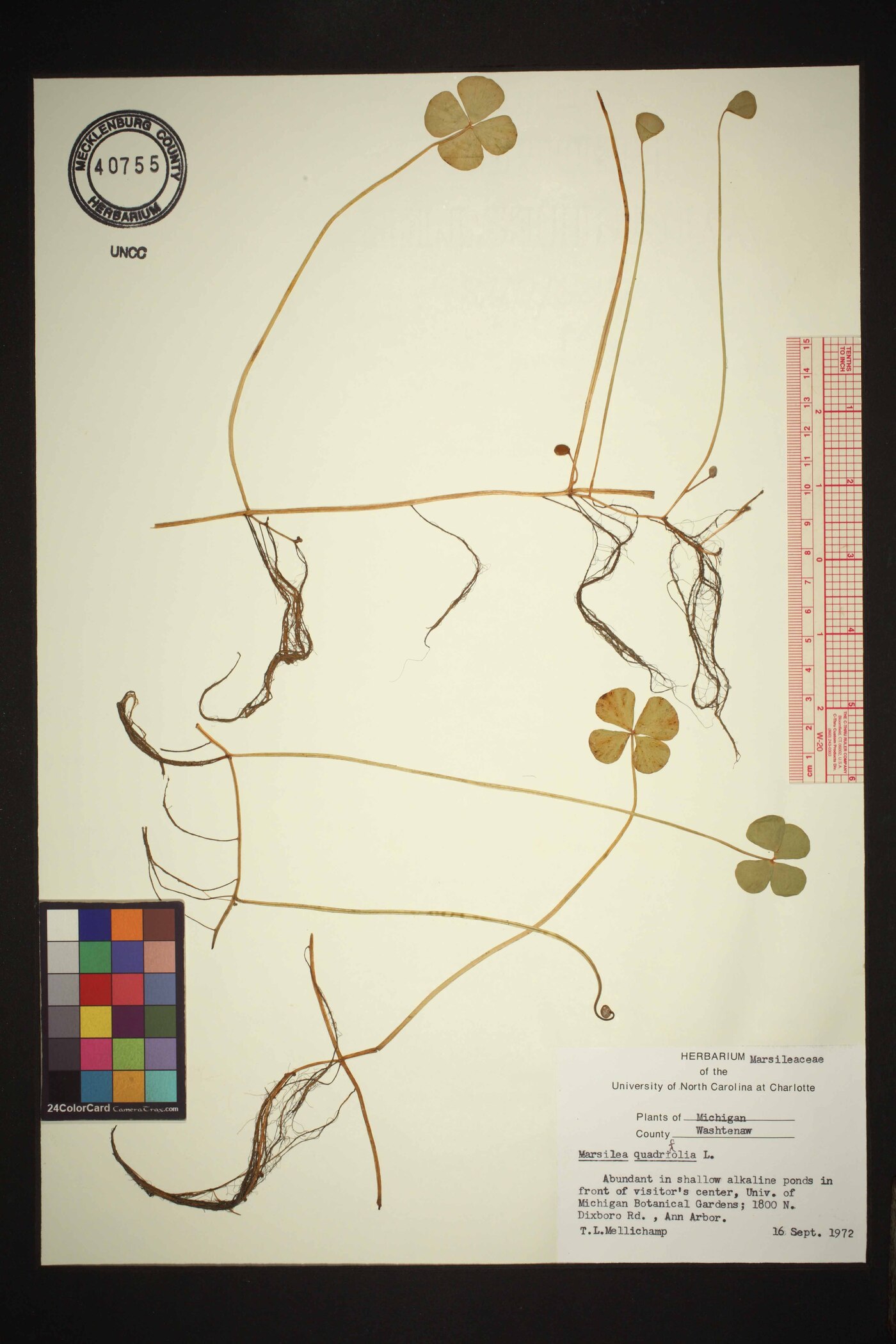 Marsilea quadrifolia image