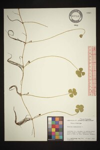 Marsilea quadrifolia image