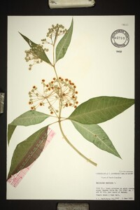 Asclepias exaltata image