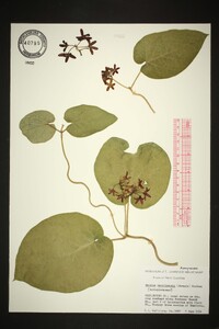 Matelea carolinensis image