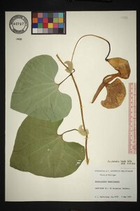 Aristolochia labiata image