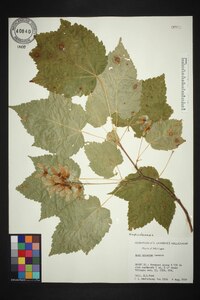 Acer spicatum image