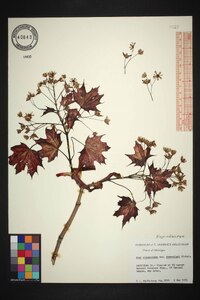 Acer platanoides image