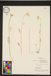 Image of Cardamine dentata