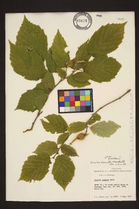 Corylus cornuta image