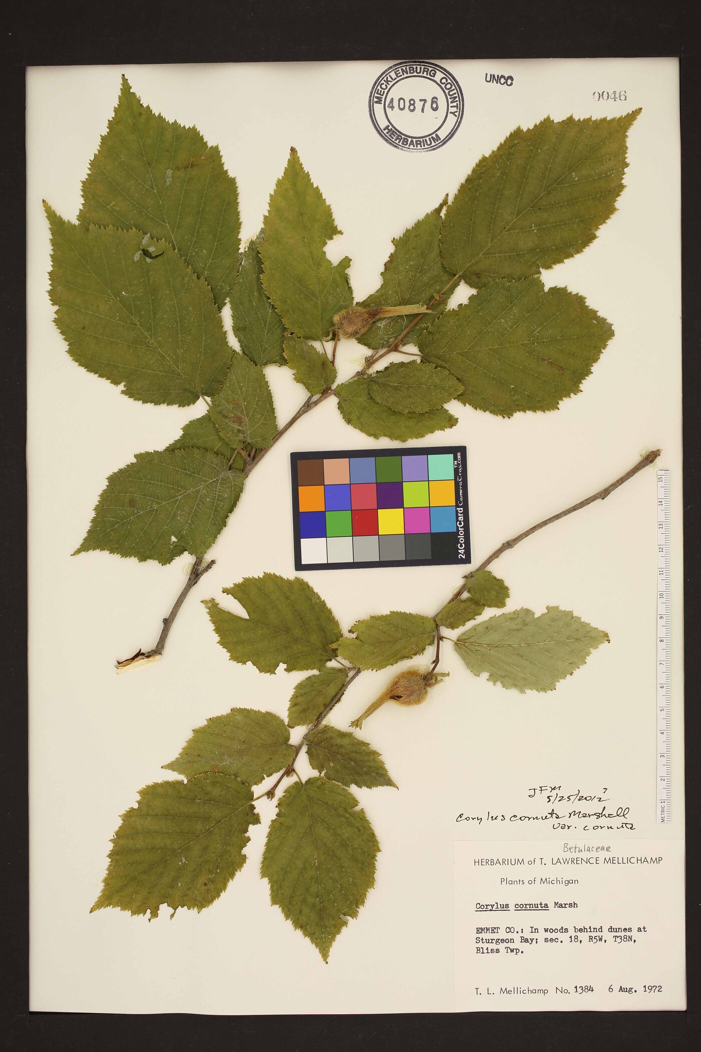 Corylus cornuta var. cornuta image