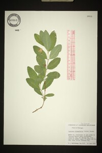 Lonicera oblongifolia image