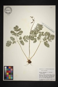 Dicentra cucullaria image