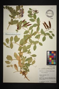 Lathyrus japonicus var. maritimus image