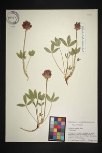 Trifolium parryi image