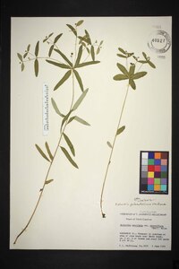 Euphorbia corollata var. zinniiflora image