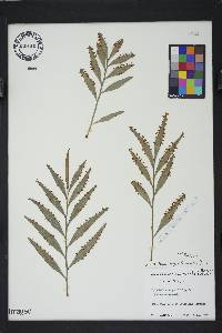 Phyllanthus angustifolius image