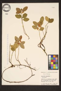 Gaultheria procumbens image