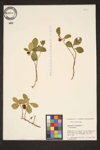 Gaultheria procumbens image