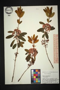 Kalmia angustifolia image