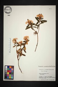 Rhododendron groenlandicum image