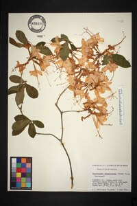 Rhododendron calendulaceum image