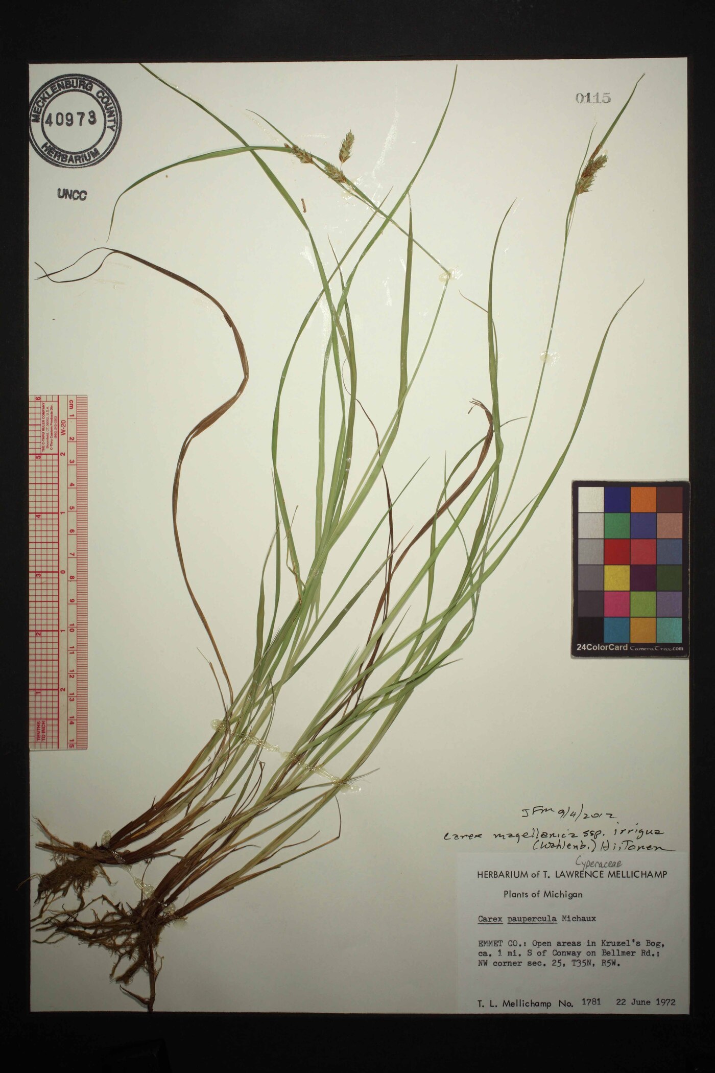 Carex paupercula image