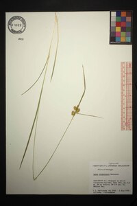 Carex cryptolepis image