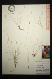 Carex gynocrates image