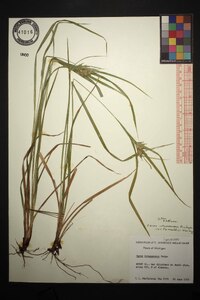 Carex intumescens var. fernaldii image