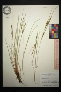 Carex lenticularis image