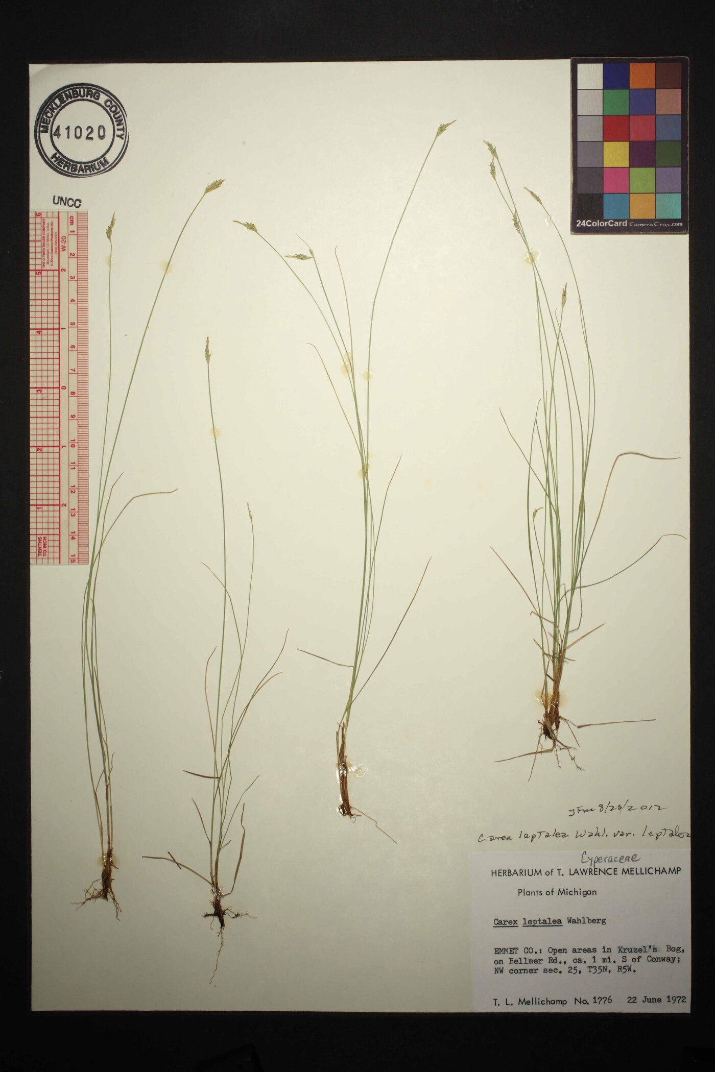 Carex leptalea var. leptalea image