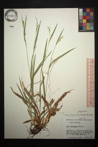 Carex leptonervia image