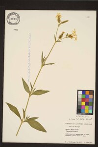 Silene latifolia image