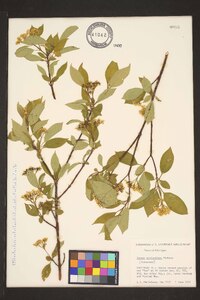 Cornus sericea subsp. sericea image