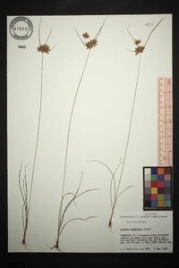 Cyperus houghtonii image