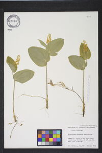 Maianthemum canadense image