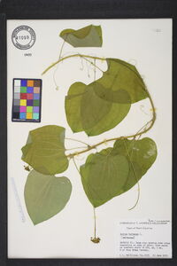 Smilax herbacea image