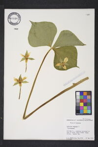 Trillium cernuum image