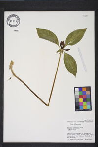 Trillium recurvatum image