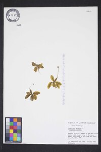 Pinguicula vulgaris image