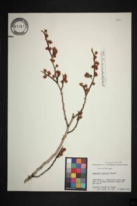 Hamamelis vernalis image