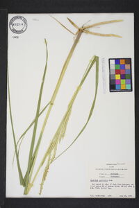 Spartina pectinata image