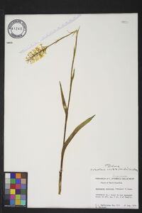 Platanthera cristata image