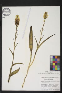 Platanthera cristata image