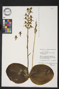 Platanthera orbiculata image