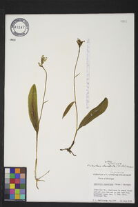 Platanthera clavellata image